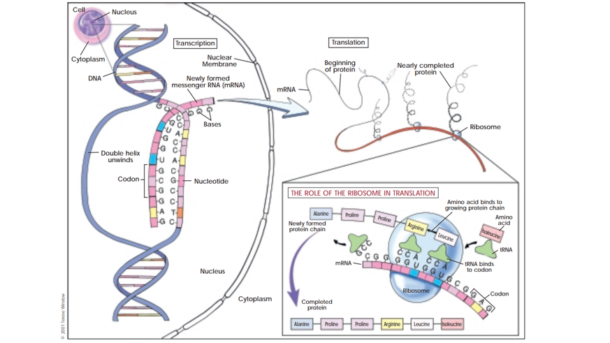 Figure 1 - Diagram depicting Transcription, translation, and protein synthesis (Department of Health and Human Services 2001)
